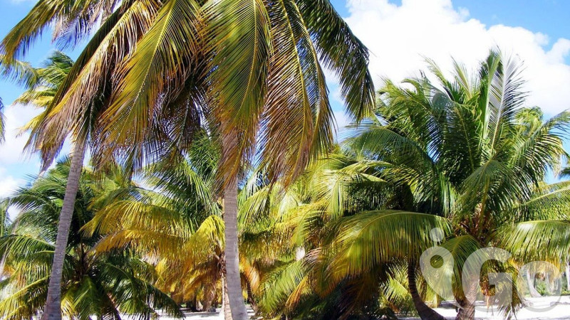 FRANCOUZSKÉ ANTILY - karibský ráj MARTINIK a exotické pláže GUADELOUPE