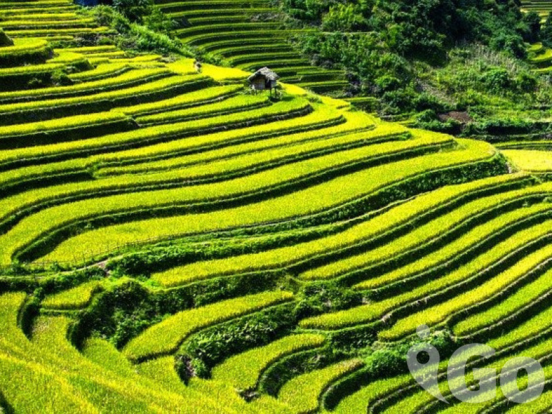 005 rice-terraces-164410 640