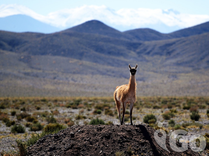 vicuna