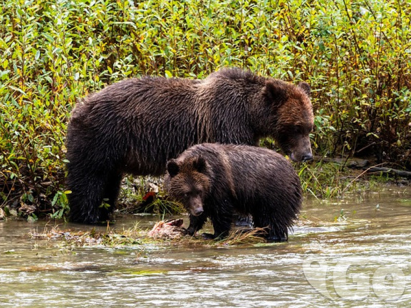 brown-bears