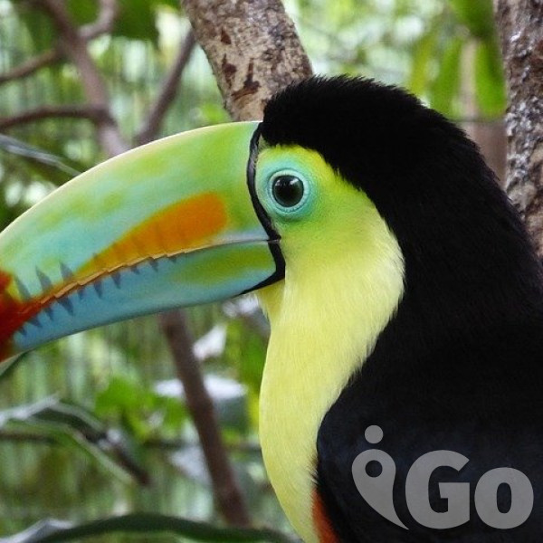 Kostarika - na stopě středoamerické přírodě